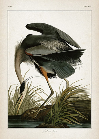 GREAT BLUE HERON POSTER